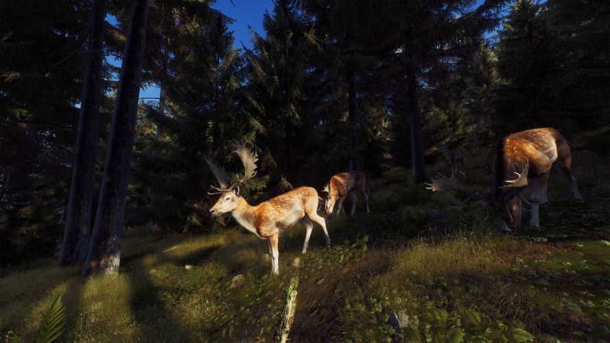 Way of the Hunter, Steam Gift