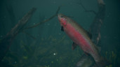 Ultimate Fishing Simulator 2, Steam Gift