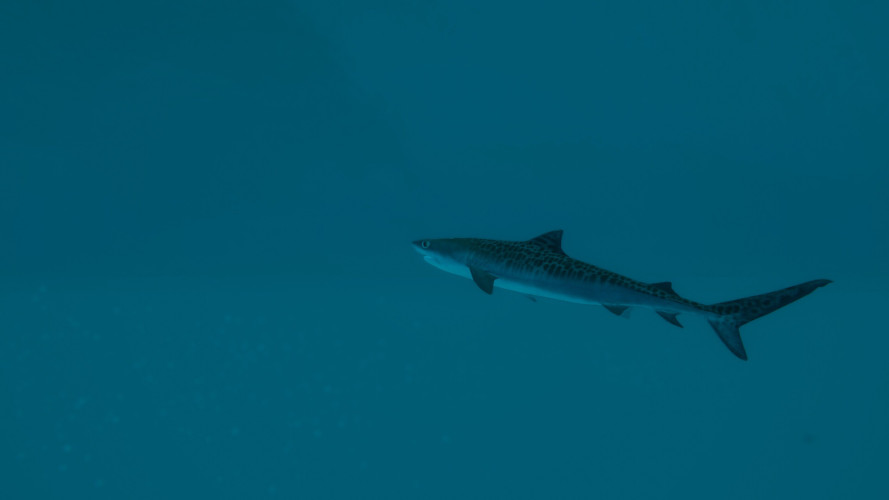Ultimate Fishing Simulator 2, Steam Gift