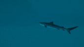 Ultimate Fishing Simulator 2, Steam Gift