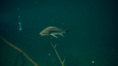 Ultimate Fishing Simulator 2, Steam Gift