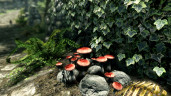 The Elder Scrolls V: Skyrim Anniversary Edition, Steam Gift