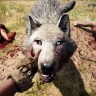 Игра Far Cry Primal PC / ПК, активация в Ubisoft, Uplay для региона РФ / Россия / Глобал цифровой ключ, английский язык