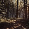 Blair Witch