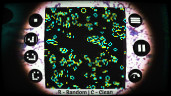 Bacteria, Steam Gift