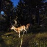 Way of the Hunter: Elite Edition